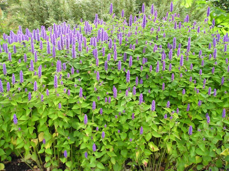 anise_hyssop_xerces.jpg