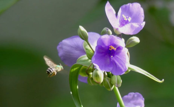 Agapostemon Virescens bee on Ohio Spiderwort